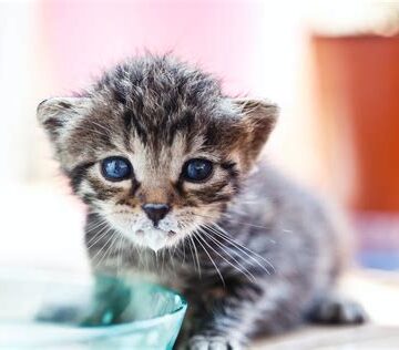 BabyKitty - (BABYKITTY)