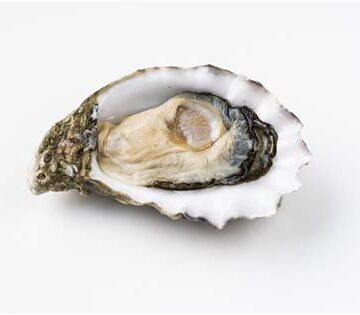 Oyster Shell - (SHL)