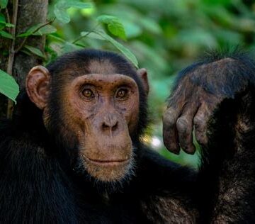 Primate - (PRIMATE)